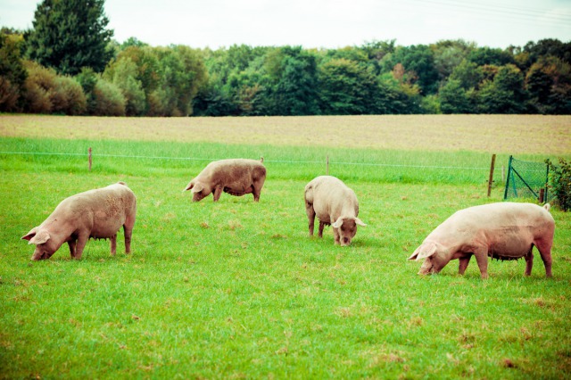 豚の牧場